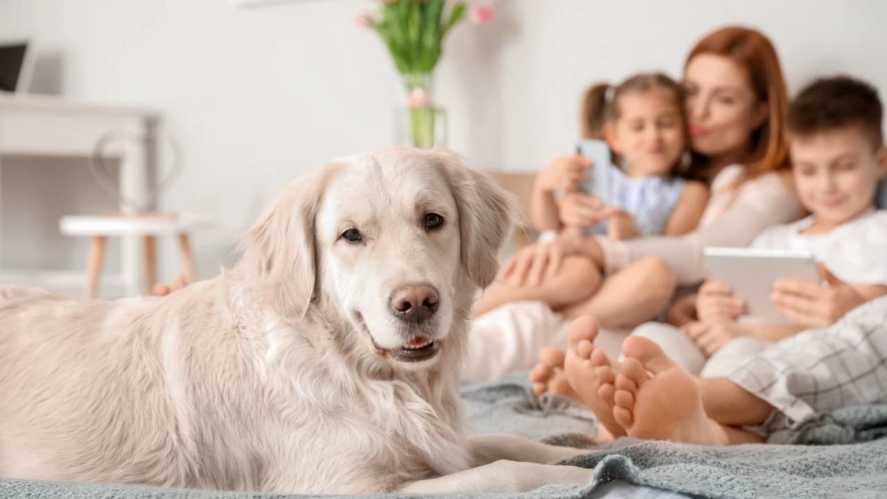 温馨家庭与宠物宝宝